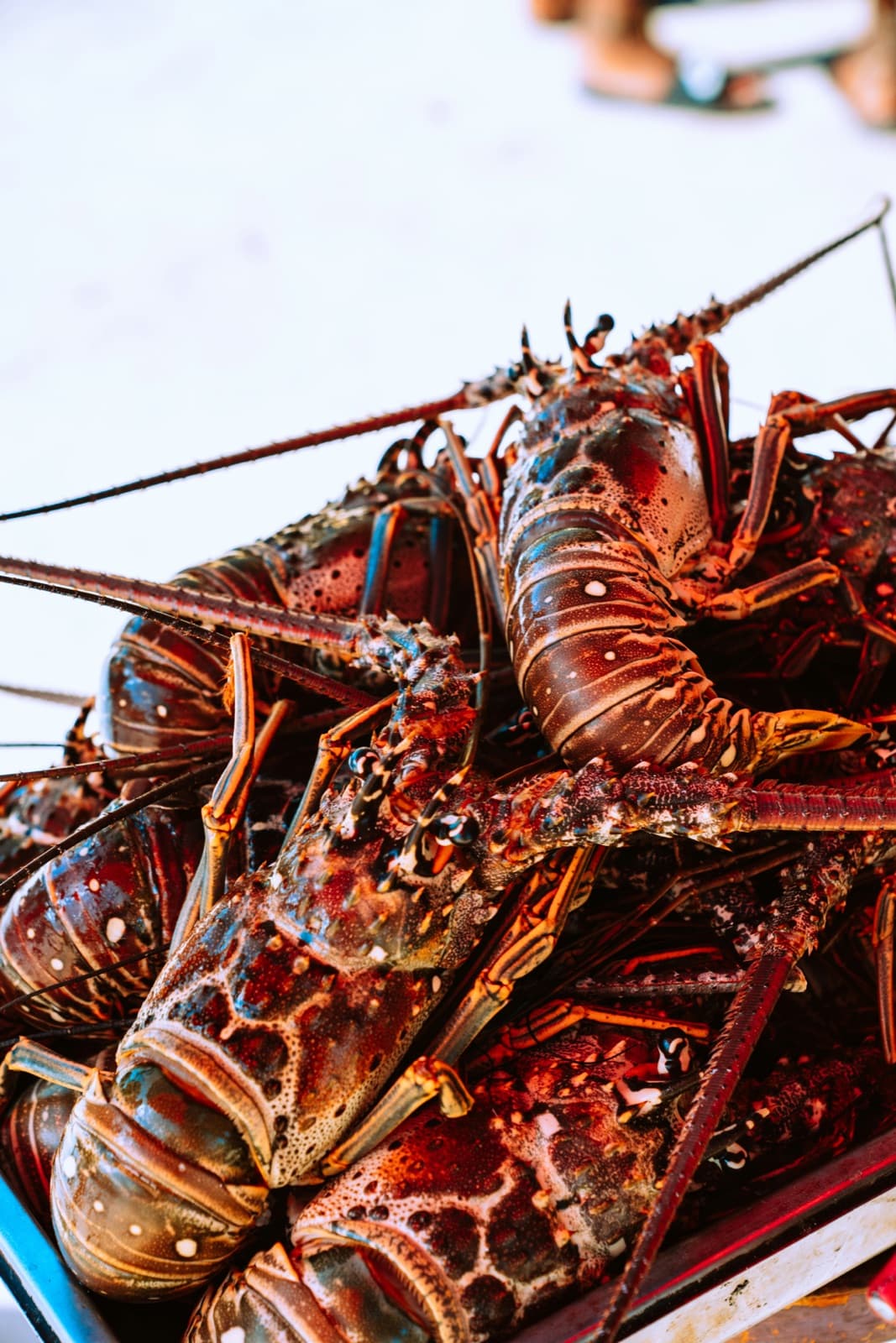 Live Seafood